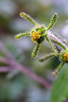 メナモミの写真