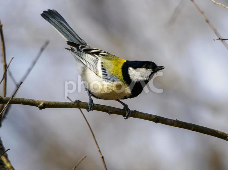 木の枝にとまるシジュウカラ シジュウカラ,木,鳥の写真素材