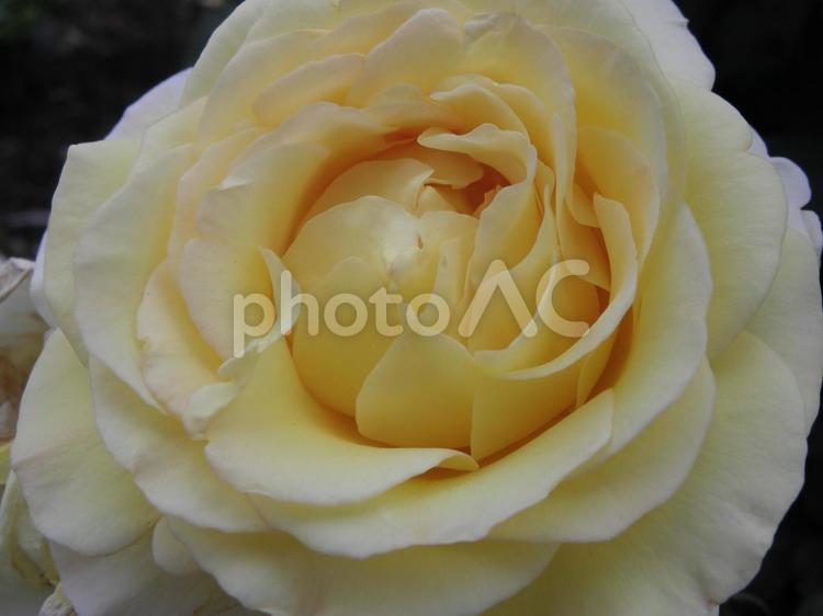 バラ　イエロー　アップ バラ,薔薇,イングリッシュの写真素材