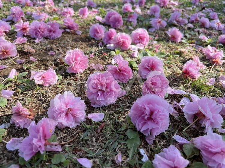 芝生に落ちた桜の花 八重桜,芝生,ピンク色の写真素材