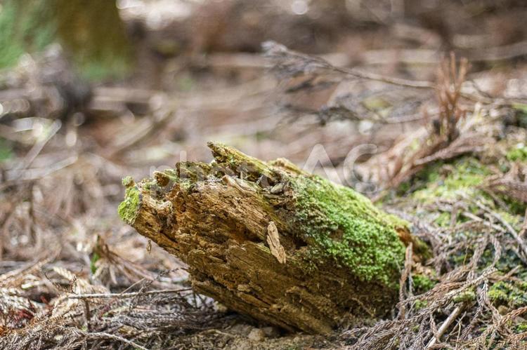 苔の生えた倒木2 苔,こけ,コケの写真素材