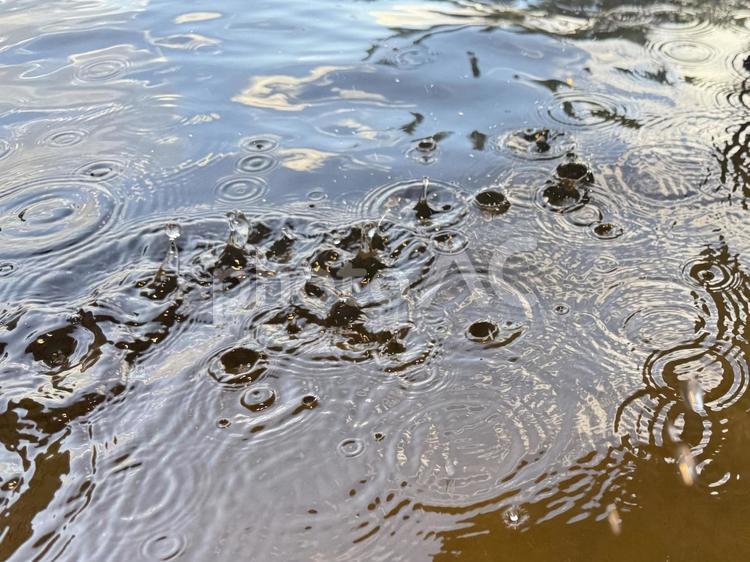 水面に落ちる大粒の雫と水紋の景色 雫,雨,水面の写真素材