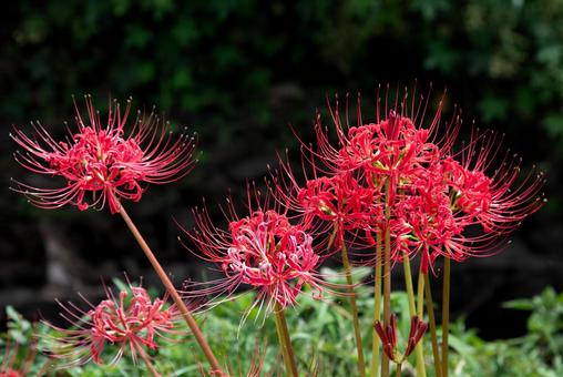 満開のヒガンバナ 4 満開のヒガンバナ 4 彼岸花,ヒガンバナ,曼珠沙華の写真素材