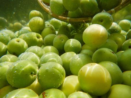 梅の実を収穫 梅酒作りの梅洗い水中撮影 梅の実を収穫 梅酒作りの梅洗い水中撮影の写真