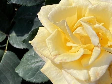 バラ バラ バラ,薔薇,ローズの写真素材