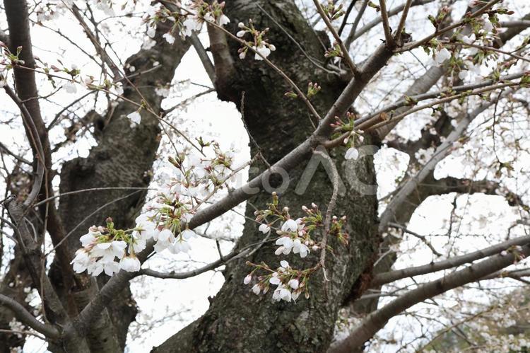 広島市南区黄金山の桜（ソメイヨシノ） 黄金山,広島市,広島の写真素材
