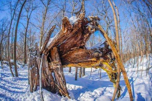 冬の森の枯れ木(シュミの森) 冬の森の枯れ木(シュミの森) 冬,森,雪の写真素材
