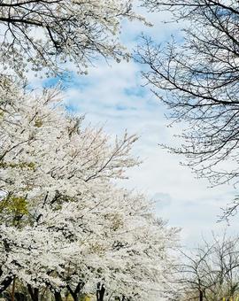 ソメイヨシノ ソメイヨシノ,桜,桜並木の写真素材