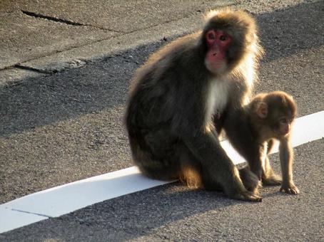 母と子 母と子 ニホンザル,サル,子ザルの写真素材