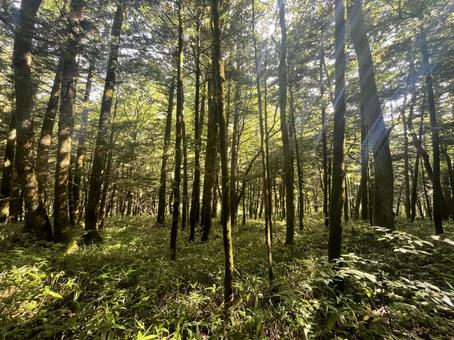 Kamikochi 1, JPG Kamikochi 1, JPG