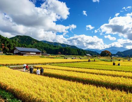 秋晴れの田園と黄金色の稲穂 秋晴れの田園と黄金色の稲穂の写真
