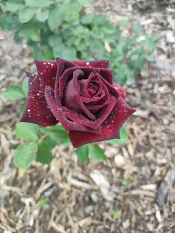 バラ バラ バラ,水滴,花の写真素材