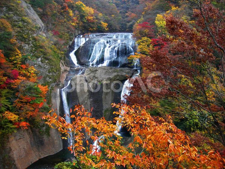 秋の袋田の滝 袋田の滝,滝,紅葉の写真素材