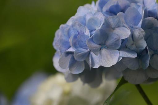 紫陽花 紫陽花,装飾花,水色の写真素材
