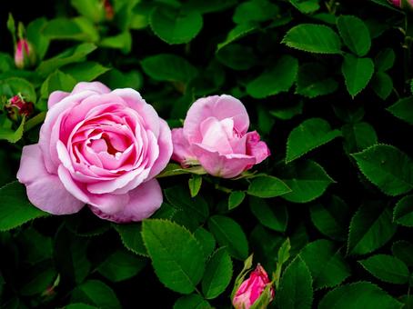 大輪の美しいピンクの薔薇 大輪の美しいピンクの薔薇の写真