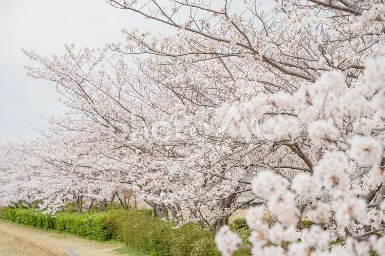 桜並木の風景 新学期,春,新生活の写真素材