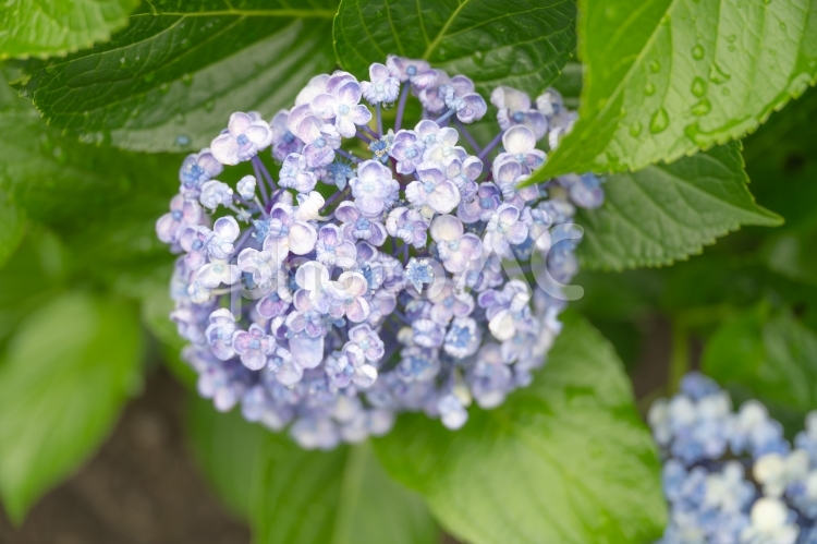 緑背景のアジサイ 紫陽花,青,ピンクの写真素材