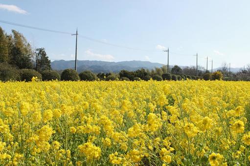 菜の花 菜の花,菜種,美しいの写真素材
