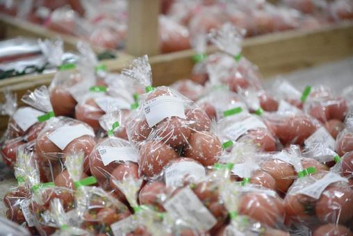 トマト 農産物,沖縄,イメージの写真素材