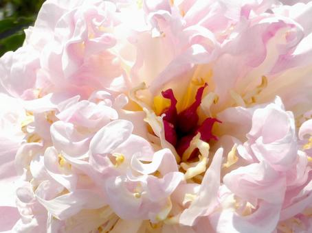 花壇に咲くシャクヤクの花・中心に寄る 花壇に咲くシャクヤクの花・中心に寄る シャクヤク,花,植物の写真素材