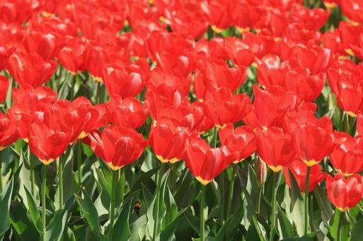 綺麗なチューリップ 綺麗なチューリップ 春,花,チューリップの写真素材