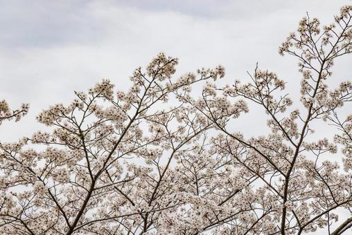 満開のさくら 満開のさくら 桜,櫻,サクラの写真素材