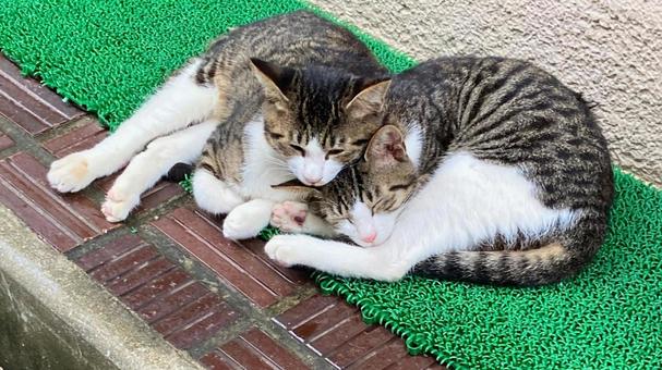 仲良し猫たちのリラックスタイム 仲良し猫たちのリラックスタイムの写真