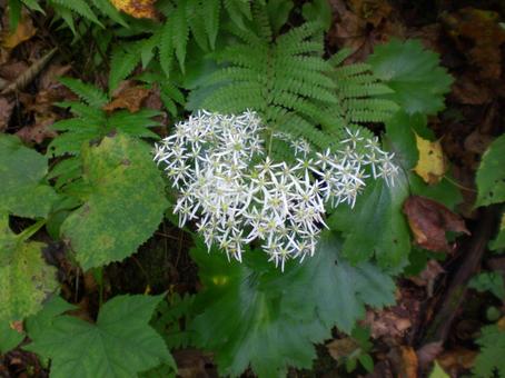 ユキノシタの写真