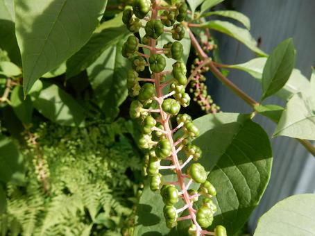 【植物写真】ヨウシュヤマゴボウ 【植物写真】ヨウシュヤマゴボウの写真