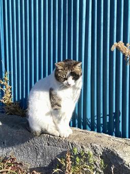 A cat looking down because it's too bright, JPG
