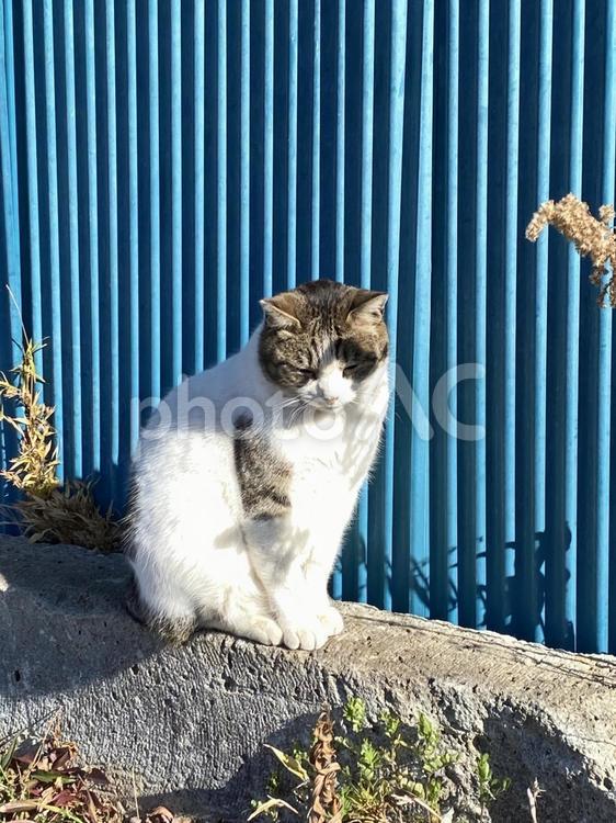 まぶしくてうつむいてる猫 猫,野良猫,にゃんこの写真素材