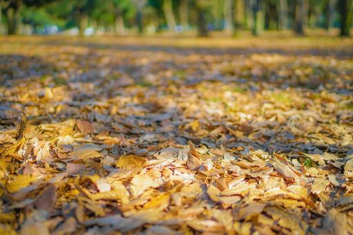 紅葉の絨毯 木々,林,秋の写真素材
