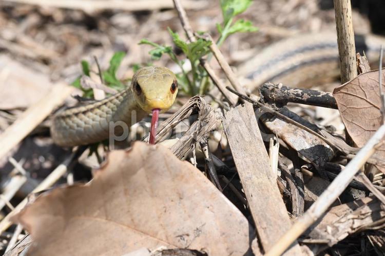 シマヘビ 柏尾川 川辺 シマヘビ 柏尾川 川辺 シマヘビ,蛇,爬虫類の写真素材