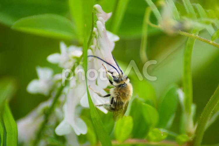 ナヨクサフジに夢中なハナバチ 蜂,ハチ,はちの写真素材
