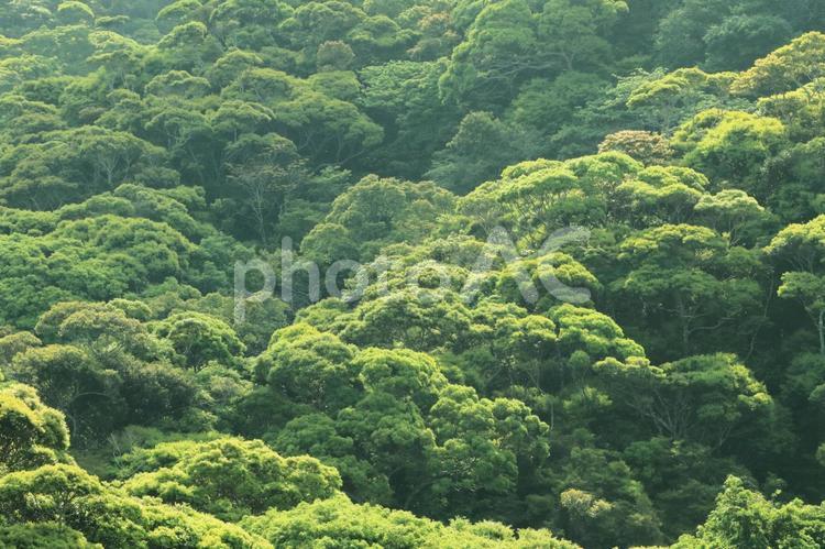新緑のやんばる　沖縄県国頭村 山,新緑,林の写真素材