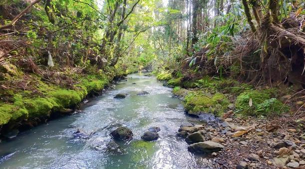 森の渓流 渓流,川,森の写真素材
