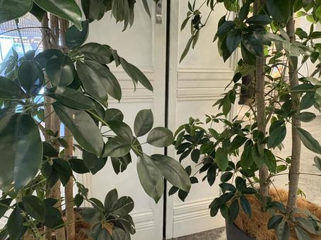 観葉植物と室内の壁面 観葉植物と室内の壁面の写真