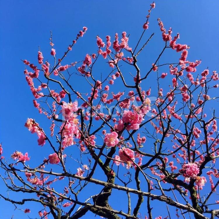 紅梅　栗林公園 紅梅,冬の花,梅の花の写真素材