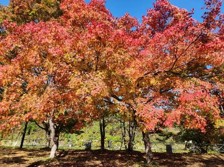紅葉(青森県黒石市中野もみじ山) 紅葉,もみじ,秋の写真素材