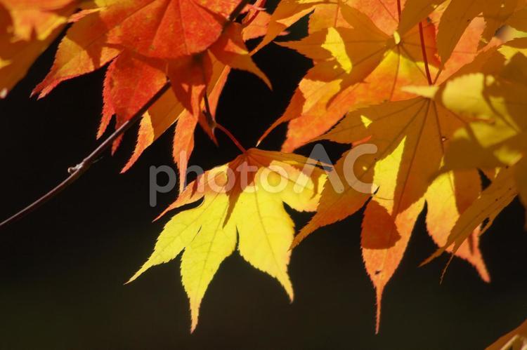 紅葉が美しいうららかな秋 うららか,もみじ,グラデーションの写真素材