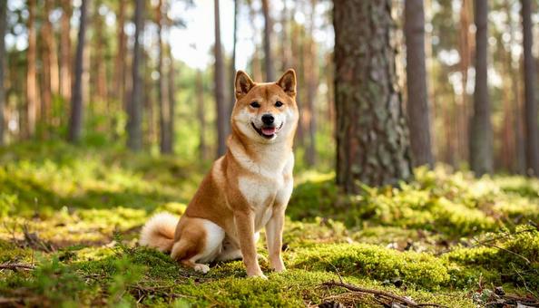 森の柴犬スマイル 森の柴犬スマイルの写真