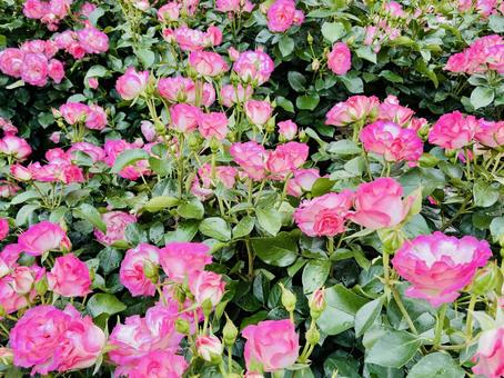 群生するピンクの薔薇 群生するピンクの薔薇 バラ,薔薇,ローズの写真素材