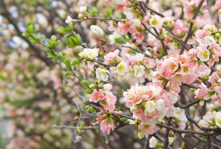 春に咲くピンクの木瓜(ボケ)の花2 花,春,木瓜の写真素材