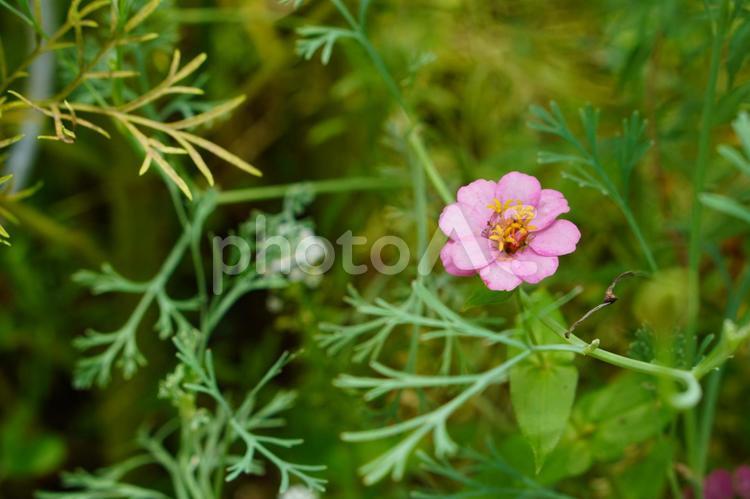 原っぱに咲く一輪の花 ピンク,花,一輪の写真素材