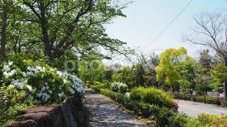 なぎさ公園付近の歩道・ツツジ（江戸川区） 春,ツツジ,白色の写真素材