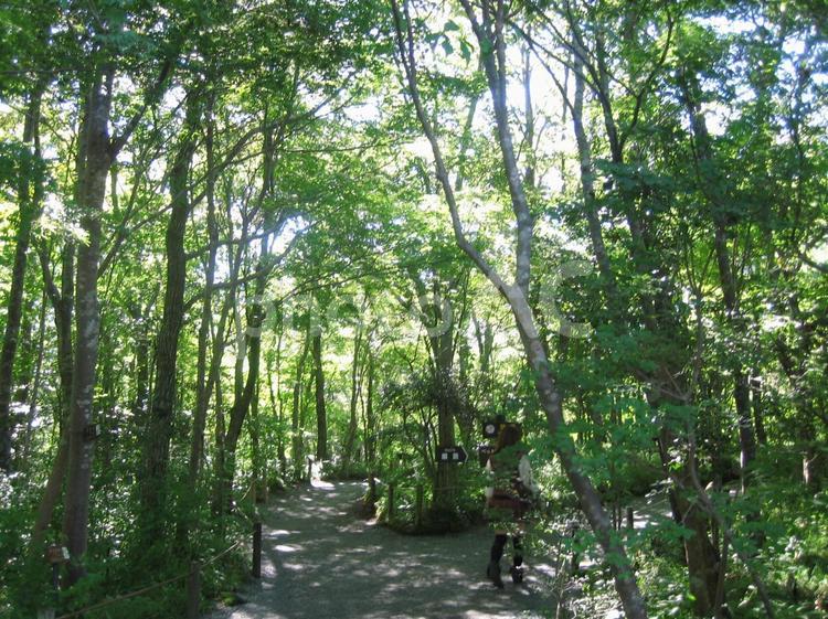 雑木林　分かれ道 雑木林,木漏れ日,木々の写真素材