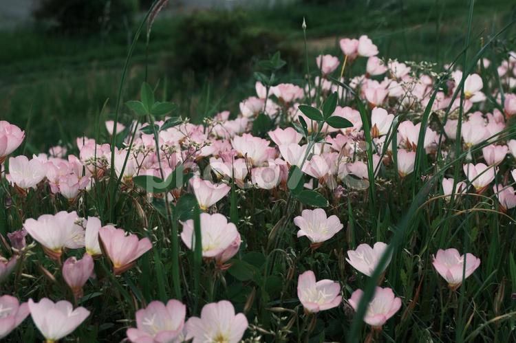 昼咲き月見草　多摩川 昼咲き月見草,ヒルザキツキミソウ,多摩川の写真素材