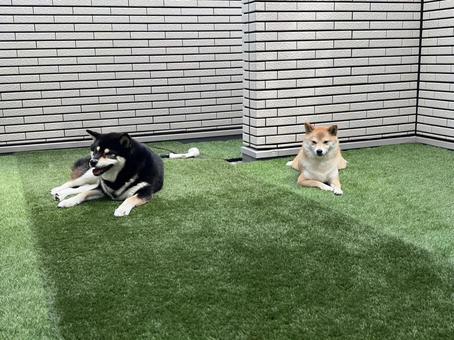 まったり まったり 犬,黒柴,柴犬の写真素材