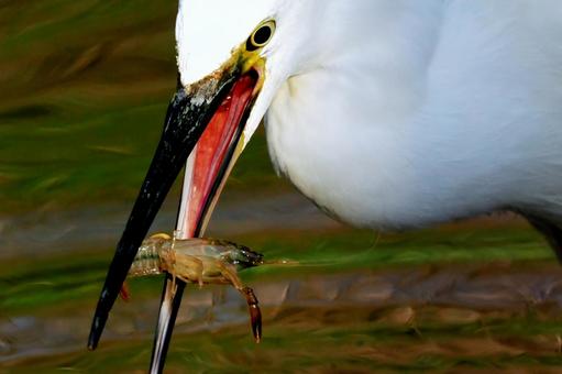 ザリガニを食べるコサギ ザリガニを食べるコサギの写真