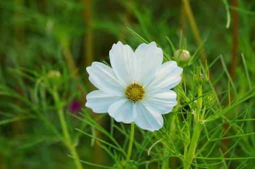 コスモスの花 コスモスの花の写真